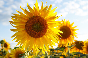 sunflower flowers at the evening field © Sergii Mostovyi