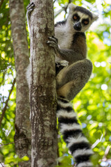Lemur in Madagascar