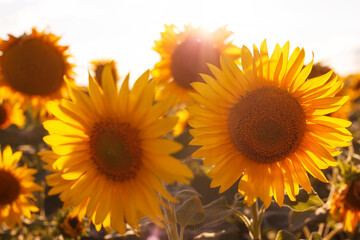 Obraz premium sunflower flowers at the evening field
