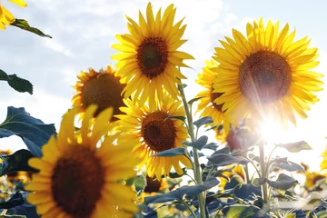 Tuinposter sunflower flowers at the evening field © Sergii Mostovyi