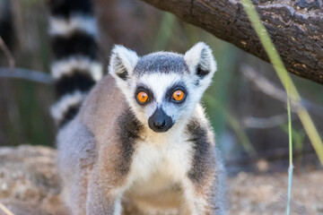ring lemur in Madagascar