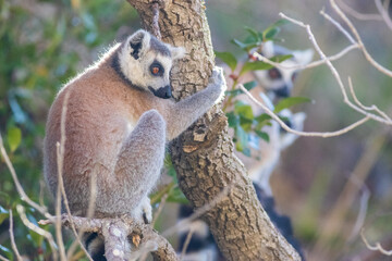 lemur on tree in wild