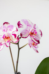 Obraz na płótnie Canvas Purple and White Orchid Flowers