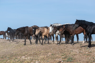 Wild horses lined up side-by-side