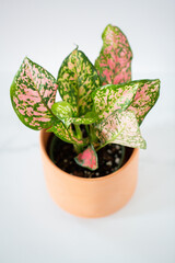 Fototapeta premium Pink Polkadot House Plant