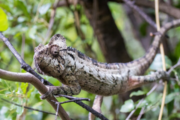 Chameleon in Madagascar