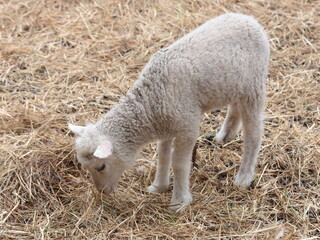 Fototapeta premium A white lamb eating hay in Northern Finland.