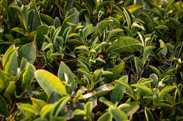 Tea leaf on a tea plantation. Growing tea bushes in sunlight. Healthy tonic drink.