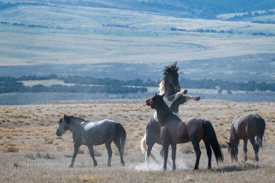 Wild Broncos On Two Legs