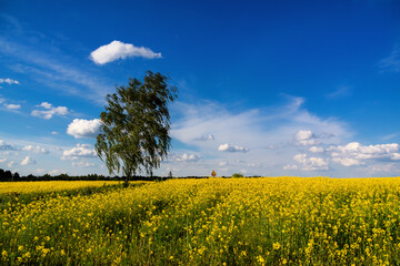 Rzepakowe pola, Podlasie, Polska © podlaski49