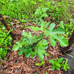 small fig plant in the garden