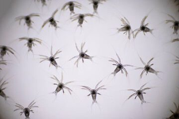 Closeup nauplius stage of vannamei shrimp in light microscope, Shrimp larvae under a microscope, Shrimp, White shrimp, Nauplius, Nauplii, Larvae.