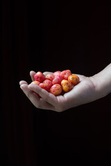 hand holding Andean potatoes