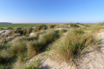 Sand dunes in the Bay of Somme  nature reserve 