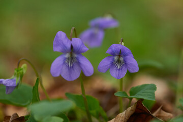 Waldveilchen im Frühjahr	