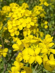 Fototapeta premium yellow flowers in the garden