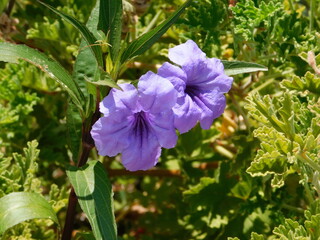 Mexican petunia or bluebell, or Ruellia simplex, purple flowers