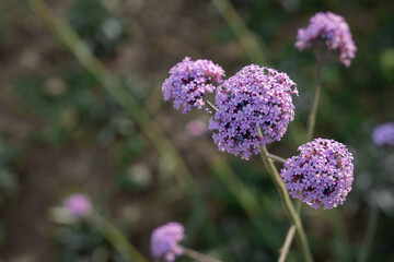 Small purple round flowers, garden ball leek, blooming in garden. Blur bokeh green background. Copy space