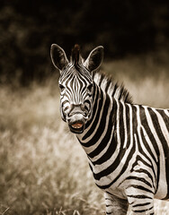 Fototapeta na wymiar A laughing Burchell's Zebra, Kruger National Park