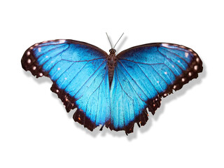 Papillion bleu couleur cyan intense ailes ouverte  sur fond blanc avec ombre