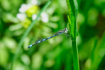 blue dragonfly on a green leaf