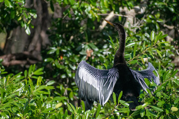 Anhinga drying wings