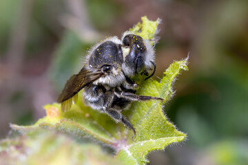 Leafcutter bee, Megachile sp., cutting the leaf of a green plant. High quality photo