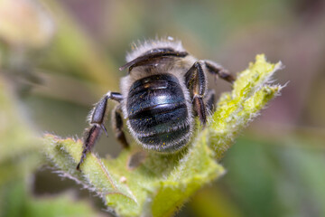 Leafcutter bee, Megachile sp., cutting the leaf of a green plant. High quality photo