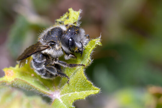 Leafcutter bee, Megachile sp., cutting the leaf of a green plant. High quality photo