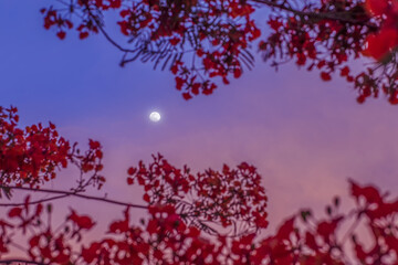 Select focus. Moon in the evening sky. The clouds still hit the sunlight evening in red The view through the red flowering bushes in front of the background gives a lonely feeling.