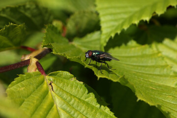 Green fly resting on green leaves of a bush