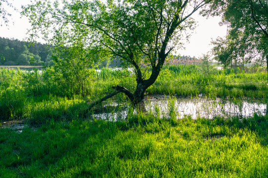 A swamp covered with dense green grass and a tree growing out of the water