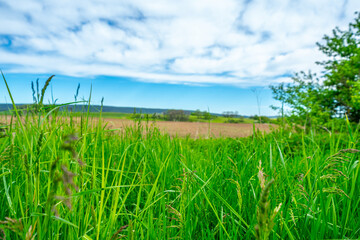 Fototapeta na wymiar green grass field and sky