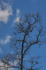 Tree without leaves on sky background.