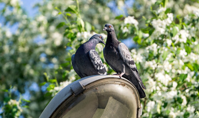 Two pigeons sit side by side against the background of a blooming apple tree. One pigeon turned to the other. Spring sunny background with doves.