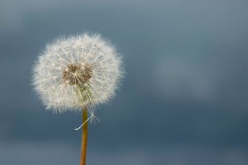 Dandelion on the Background of the Rainy Sky