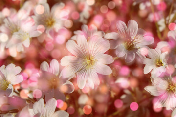 Fototapeta na wymiar białe polne kwiaty na łące z efektem bokeh