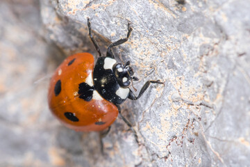 Seven-spot ladybird, Coccinella semptempunctata, climbing a rock on a sunny day. High quality photo