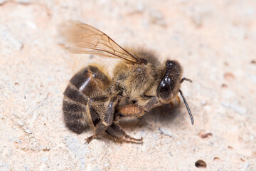 Apis mellifera dead on a concrete floor under the sun. High quality photo