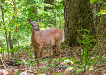 Female white-tailed deer in the forest