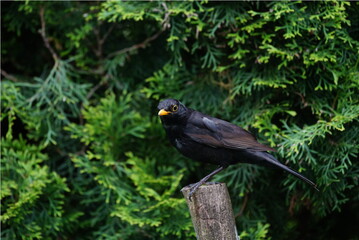 blackbird on a branch