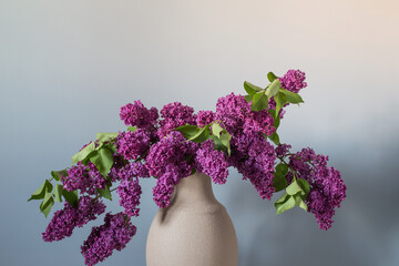 lilac flowers in terracotta vase on background wall