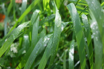 dew drops on the green morning grass