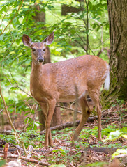 White-tailed deer doe standing in a forest