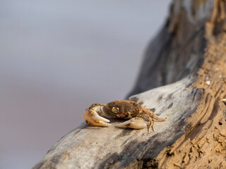 A small cute crab on a rotten wooden board on a blurry background of the sea with a place for text. Sea beautiful postcard
