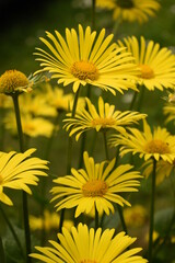 yellow flowers in the garden
