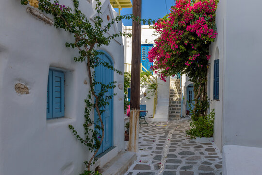Traditional Cycladitic alley with a narrow street, whitewashed houses and a blooming bougainvillea in Parikia, Paros island, Greece
