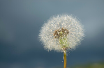 Dandelion on the Background of a Stormy Sky