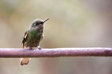Colibrí reposado  © mauricio
