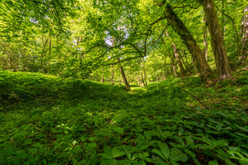 The Thuringian landscape is like a painting that would make even Bob Ross jealous – with more greenery than in a salad buffet